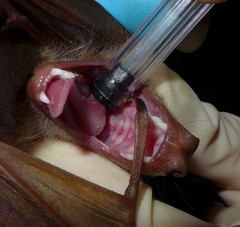 Epomophorus dobsonii