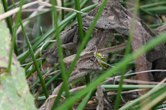 Poecilimon thoracicus