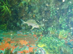 Chirodactylus brachydactylus