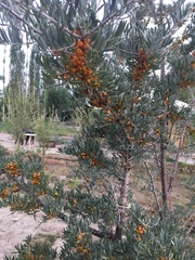 Hippophae rhamnoides