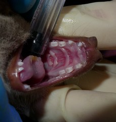 Epomophorus dobsonii