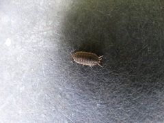 Porcellio scaber