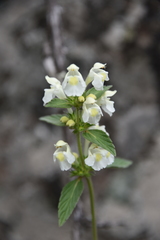 Galeopsis segetum