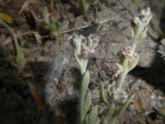Vellereophyton