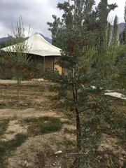 Hippophae rhamnoides