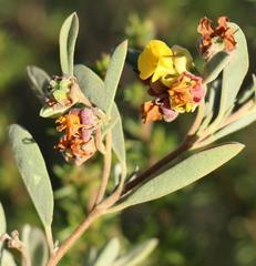 Hermannia lavandulifolia