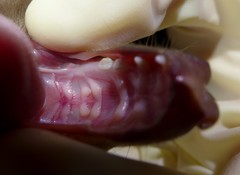 Epomophorus dobsonii