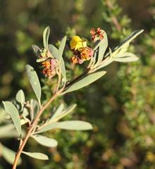 Hermannia lavandulifolia