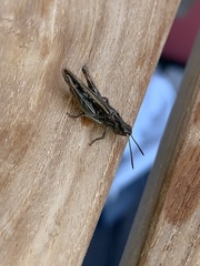 Chorthippus brunneus