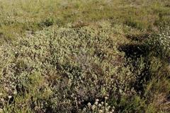 Hermannia lavandulifolia