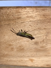 Chorthippus brunneus