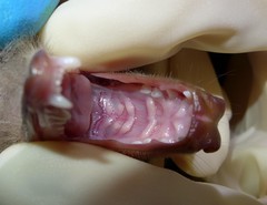 Epomophorus dobsonii