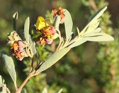 Hermannia lavandulifolia