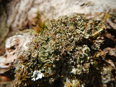Cladonia caespiticia
