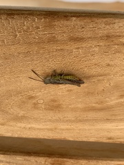 Chorthippus brunneus