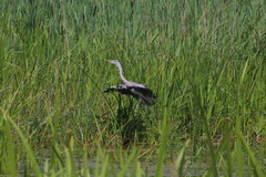 Ardea cinerea