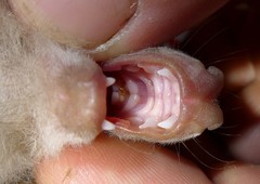 Epomophorus crypturus