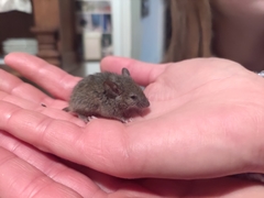 Mus musculus