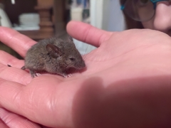Mus musculus