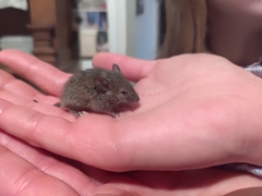 Mus musculus