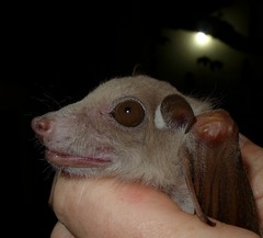 Epomophorus crypturus