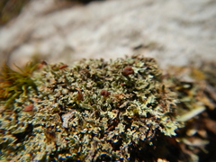 Cladonia caespiticia