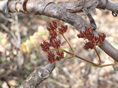 Crassula mesembryanthoides
