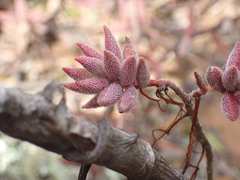 Crassula mesembryanthoides