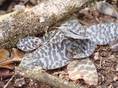 Ledebouria ensifolia
