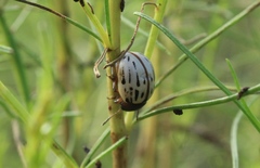 Leptinotarsa lineolata
