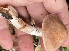 Cortinarius laniger