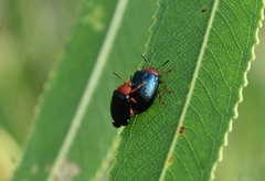 Plagiodera arizonae