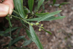 Acacia leprosa