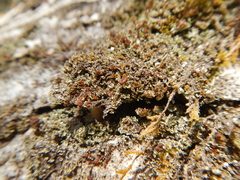 Cladonia caespiticia