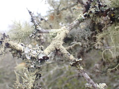Searsia pterota