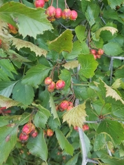 Crataegus