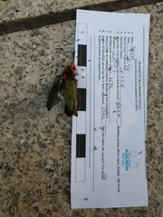 Archilochus colubris