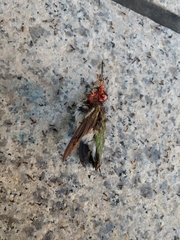 Archilochus colubris