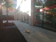 Archilochus colubris