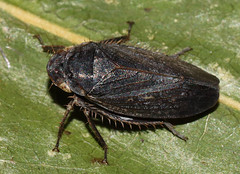 Negosiana dualis