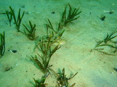 Clinus superciliosus