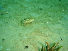 Clinus superciliosus