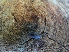 Oniscus asellus