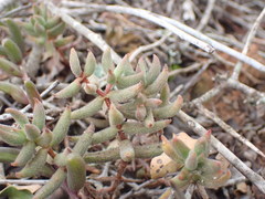 Crassula mesembryanthoides