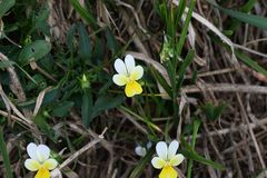 Viola rhodopeia