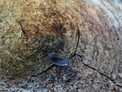 Oniscus asellus