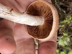 Cortinarius laniger