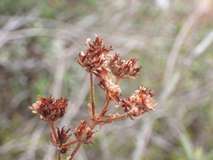 Crassula mesembryanthoides