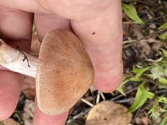 Cortinarius laniger