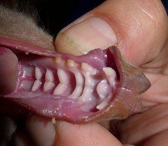 Epomophorus crypturus